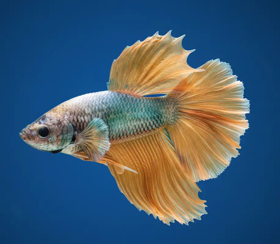 Green Mustard Halfmoon Male Betta - Cuboid Nature Aquarium