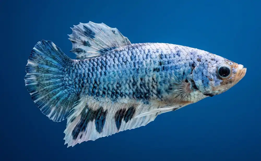 Giant Plakat Male Betta - Cuboid Nature Aquarium