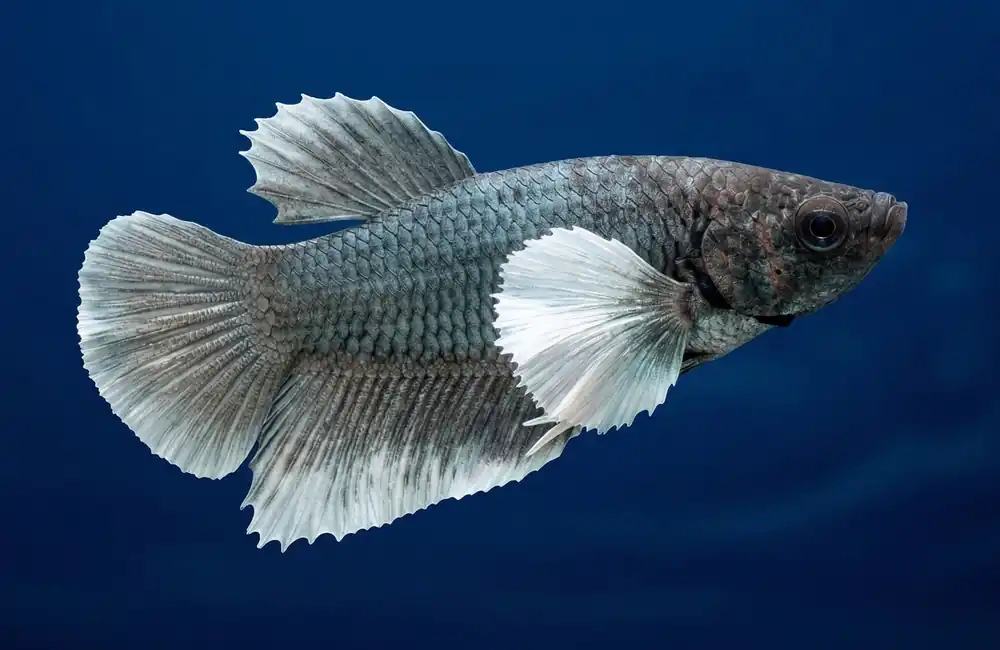 Dumbo Ear Plakat Male Betta - Cuboid Nature Aquarium