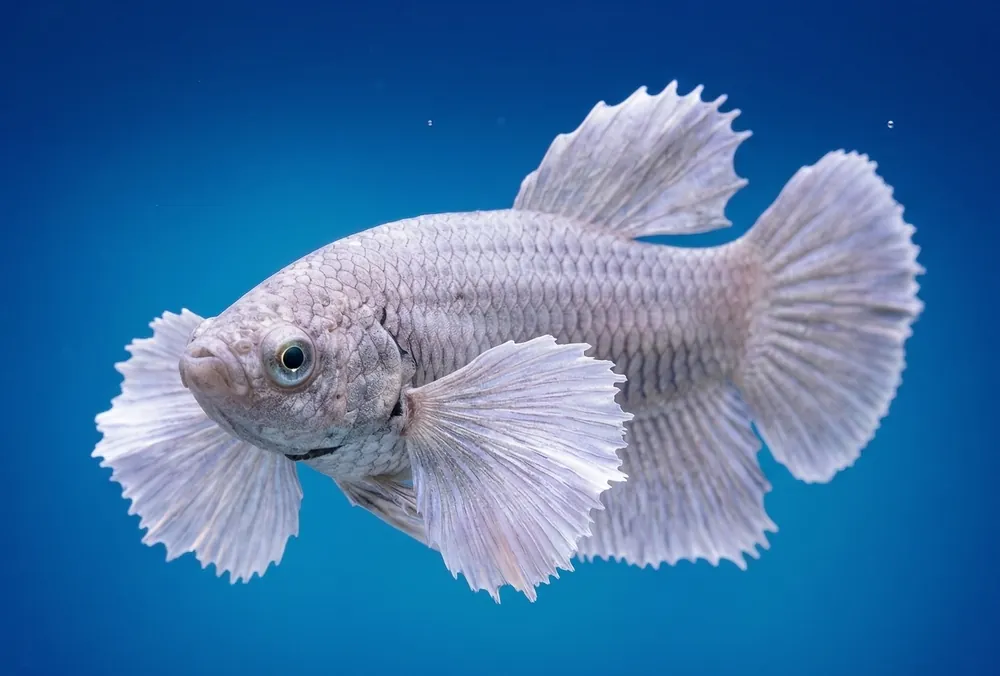 Dumbo Ear Plakat Female Betta - Cuboid Nature Aquarium
