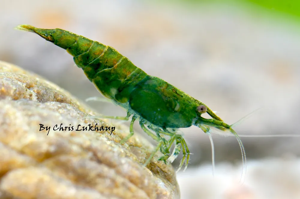 Green Neocaridina Shrimp - Cuboid Nature Aquarium