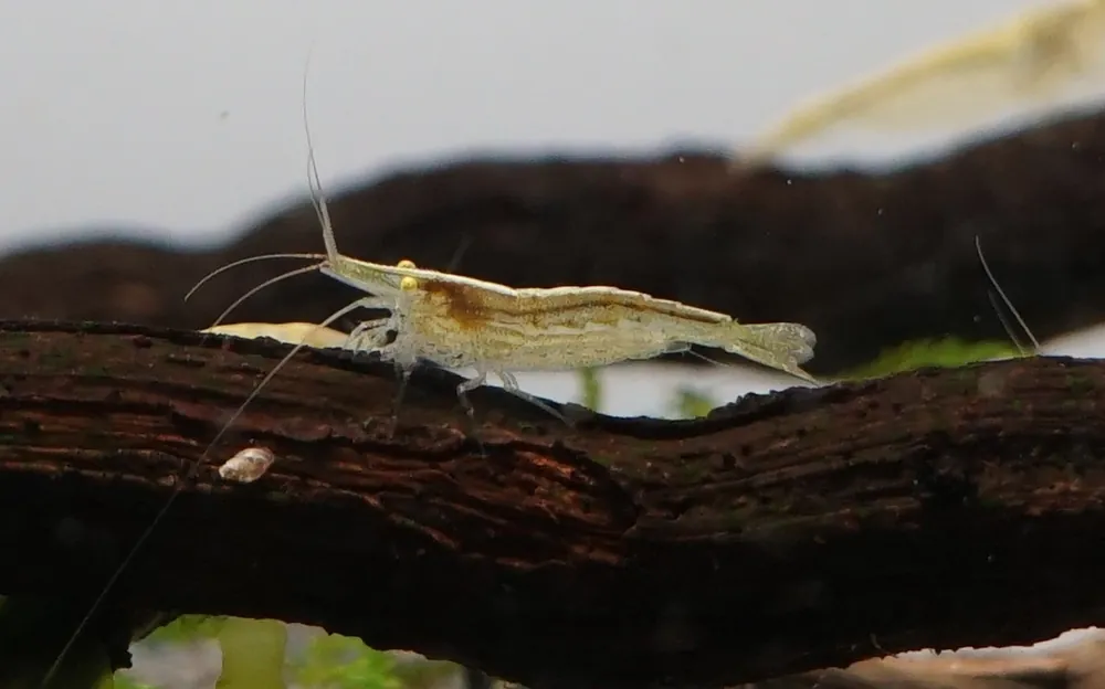 Babaulti Green Neocaridina Shrimp - Cuboid Nature Aquarium