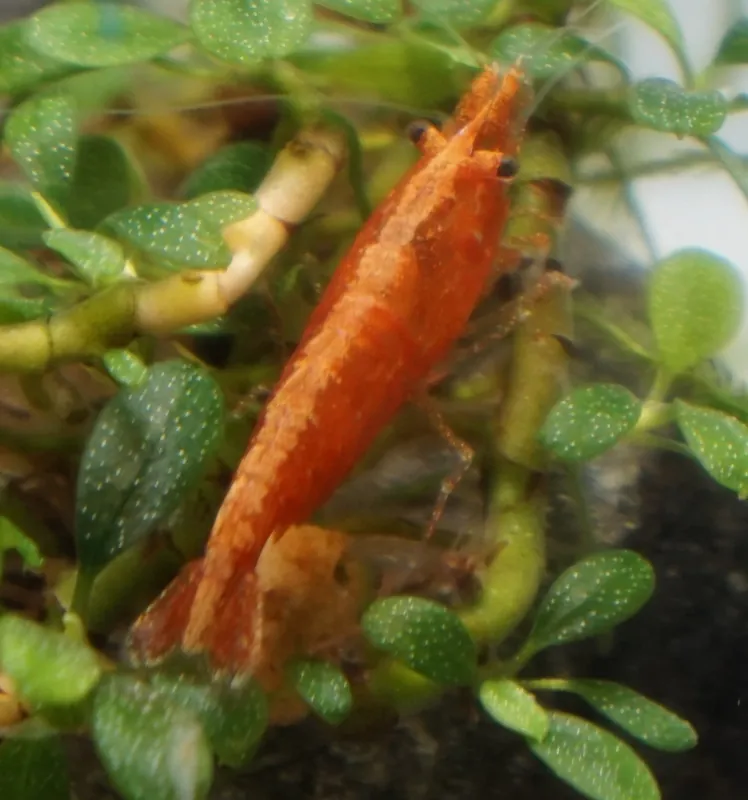 Dark Orange Neocaridina Shrimp - Cuboid Nature Aquarium