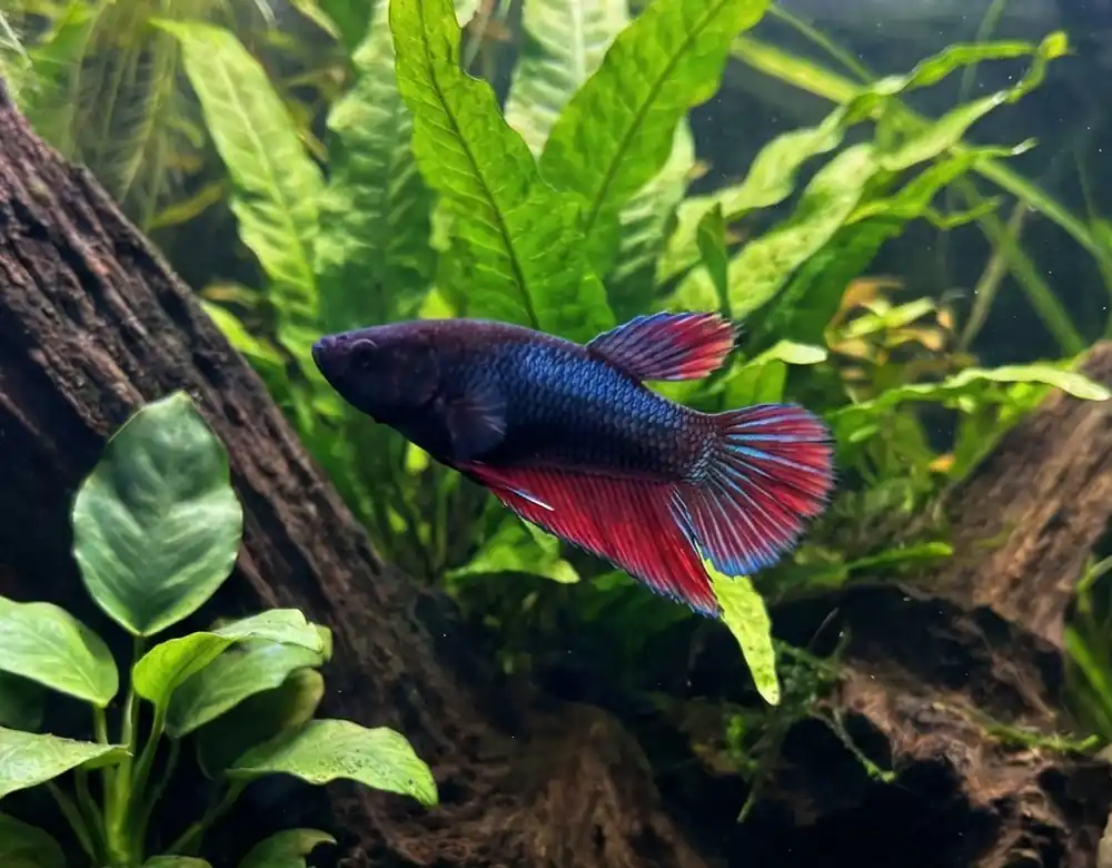Female Betta - Cuboid Nature Aquarium