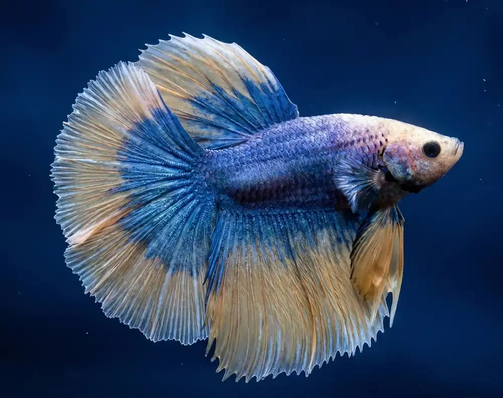 Mustard Doubletail Halfmoon Male Betta - Cuboid Nature Aquarium