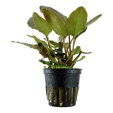 Lagenandra Meeboldii Red - Cuboid Nature Aquarium