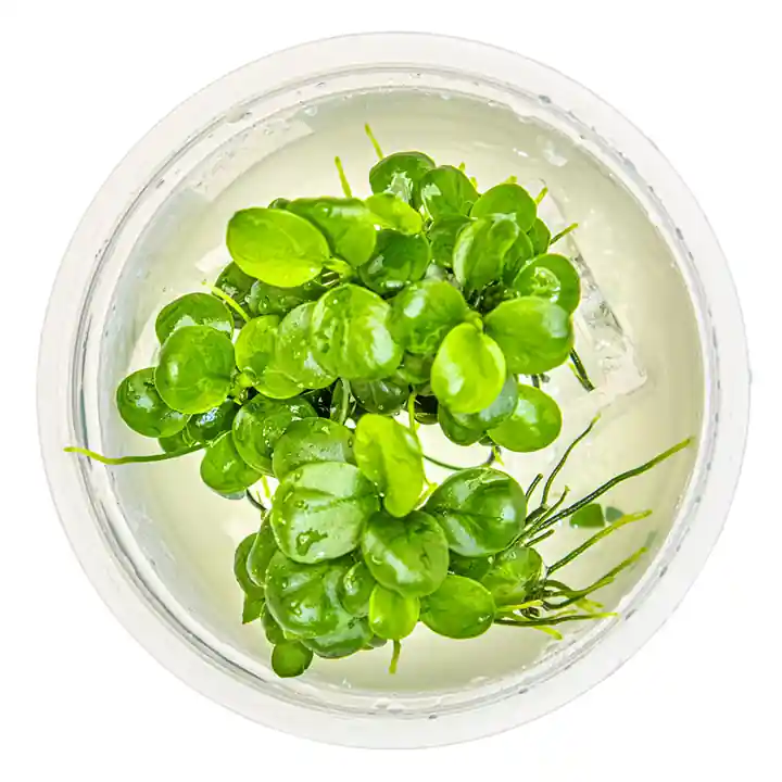 Anubias Barteri Mini Coin - Cuboid Nature Aquarium
