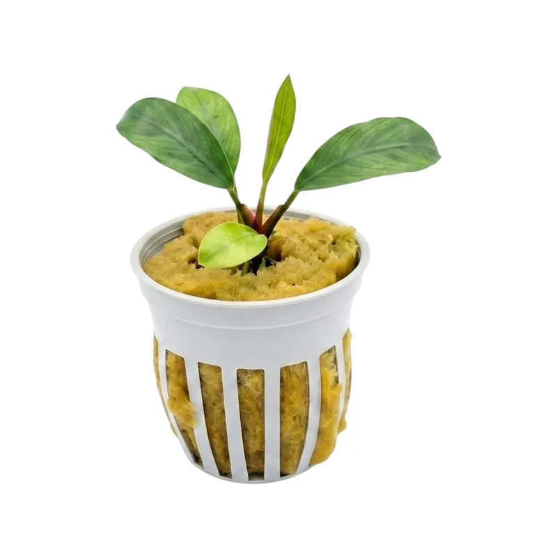 Anubias afzelii - Cuboid Nature Aquarium