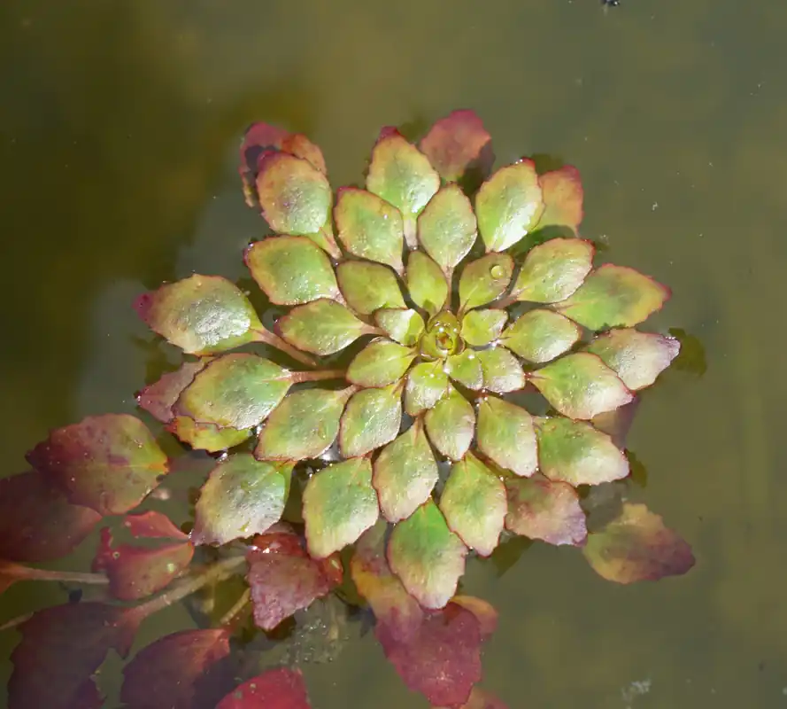 Mosaic Plant - Aquascaping Unlimited