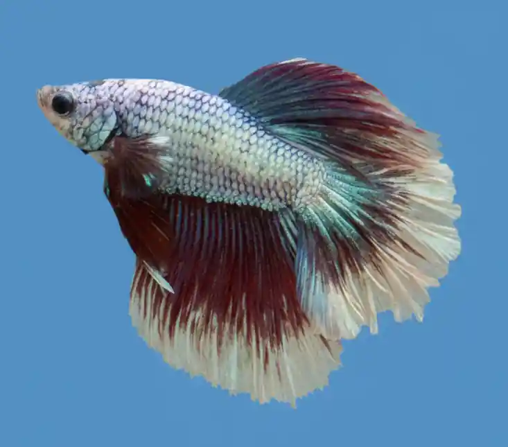 Premium Rosetail Male Betta - Cuboid Nature Aquarium