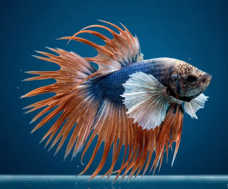 Dumbo Ear Crowntail Male Betta - Cuboid Nature Aquarium
