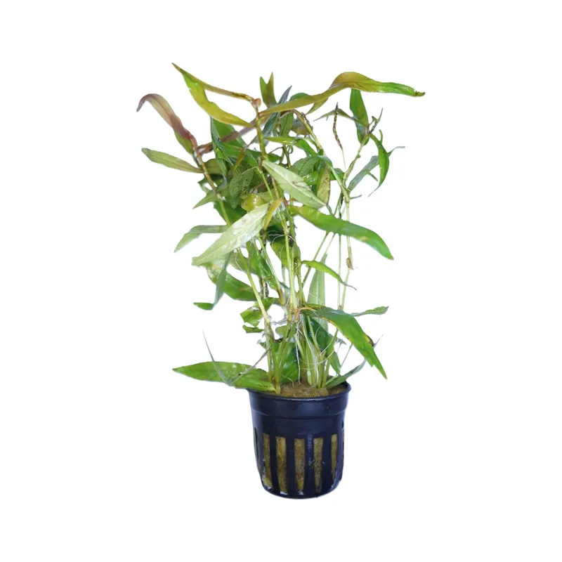 Persicaria kawagoeanum - Cuboid Nature Aquarium