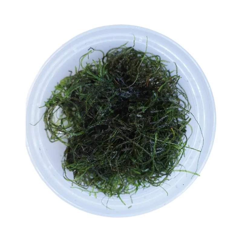 Java Moss - Tropica