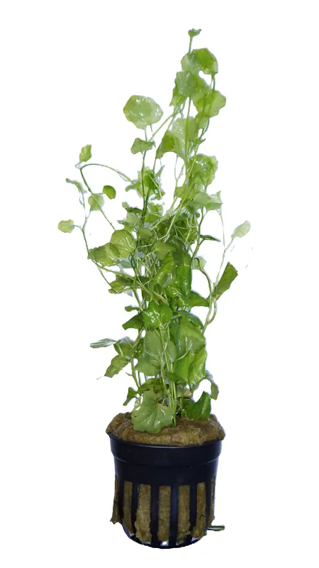 Cardamine lyrata (Indo) - Cuboid Nature Aquarium