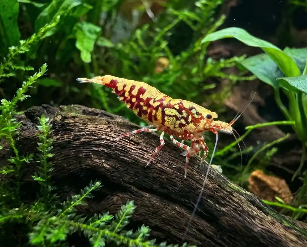 Red Galaxy Fishbone Caridina Shrimp - Cuboid Nature Aquarium