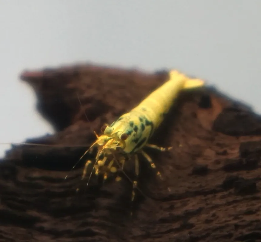 Yellow Boa Caridina Shrimp - Cuboid Nature Aquarium