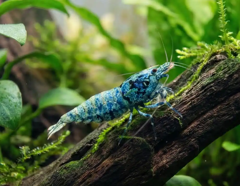 Extreme Blue Bolt Caridina Shrimp - Cuboid Nature Aquarium