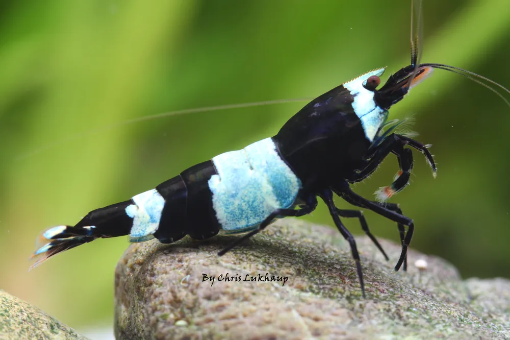 Blue Shadow Panda Caridina Shrimp - Cuboid Nature Aquarium