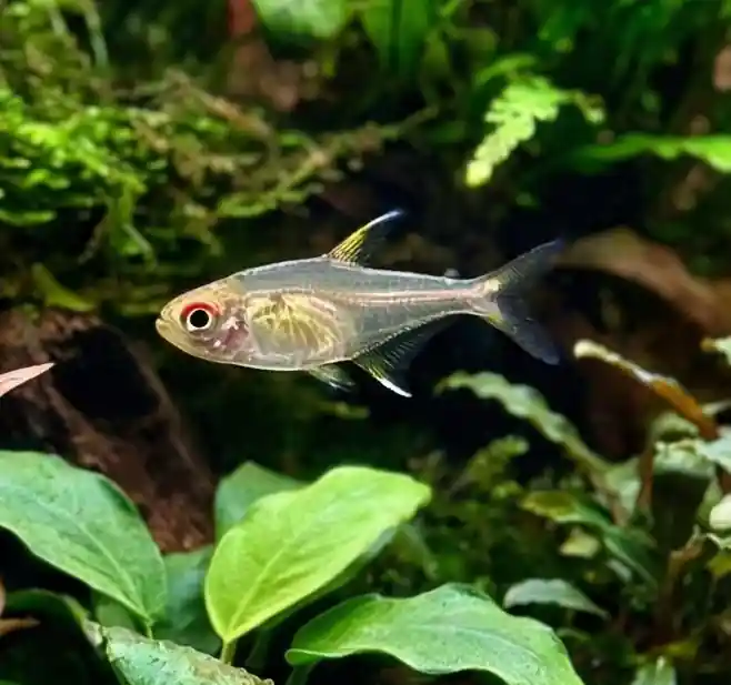 Morse Code Tetra - Cuboid Nature Aquarium