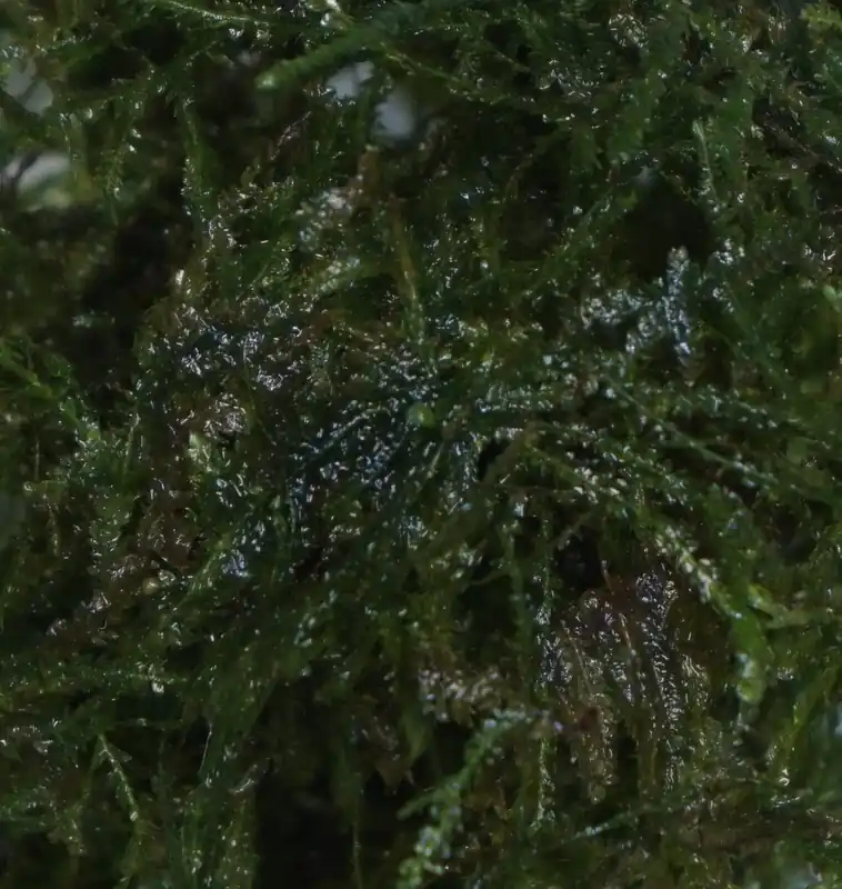 Peacock Moss - Cuboid Nature Aquarium