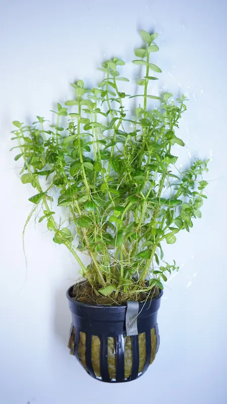 Lindernia Rotundifolia variegated - Cuboid Nature Aquarium