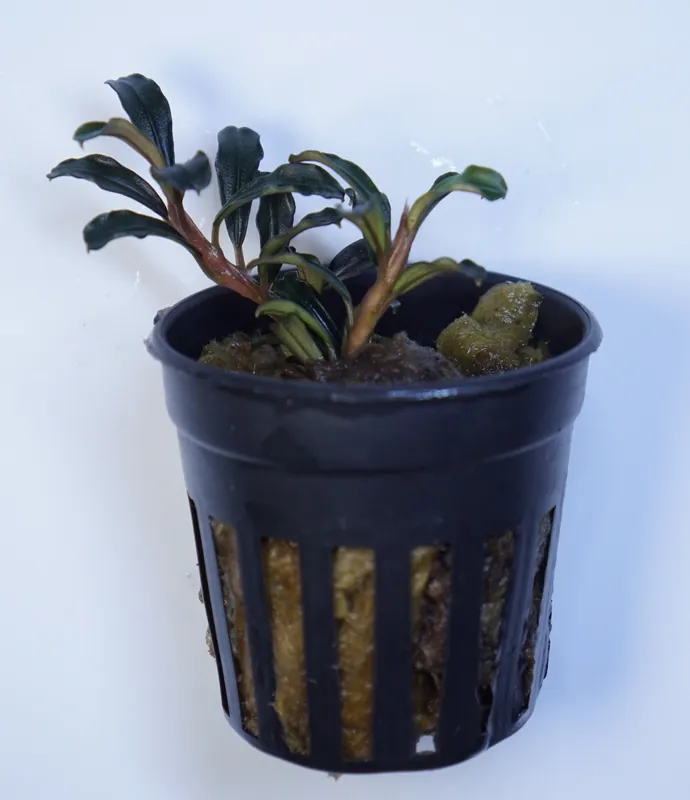 Bucephalandra Grappa Red Mini - WaterScape