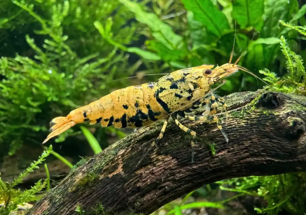 Orange/Yellow Boa Caridina Shrimp - Cuboid Nature Aquarium