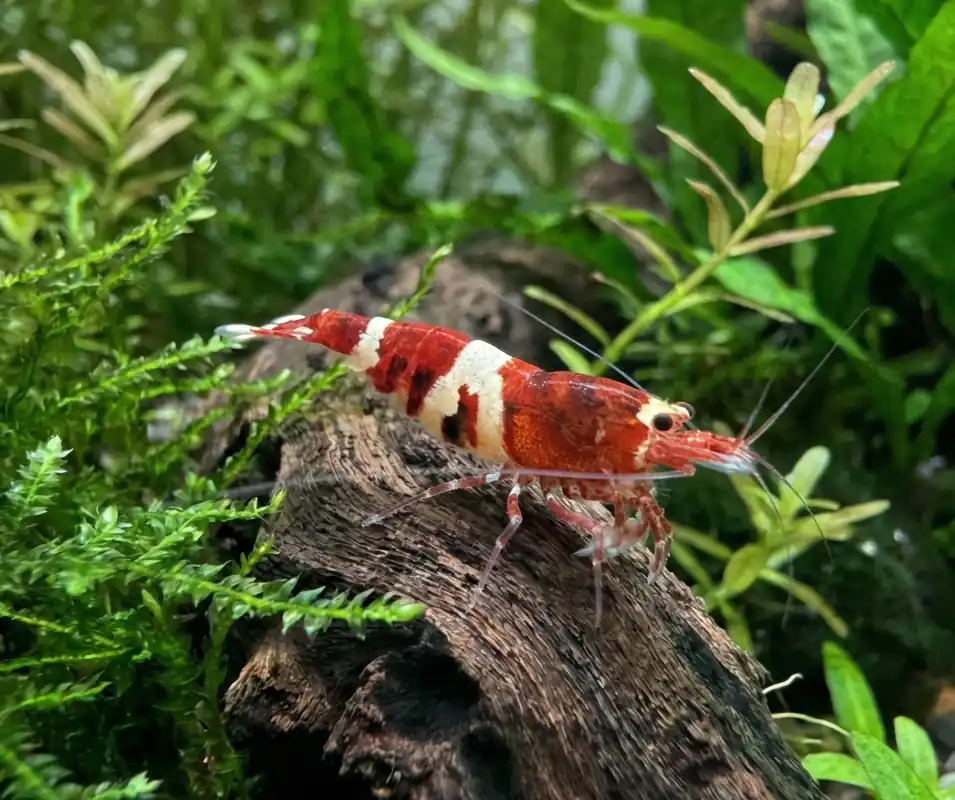 Red Wine Caridina Shrimp - Cuboid Nature Aquarium