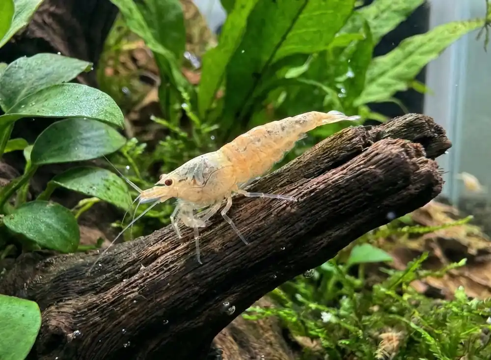 Snow White Caridina Shrimp - Cuboid Nature Aquarium