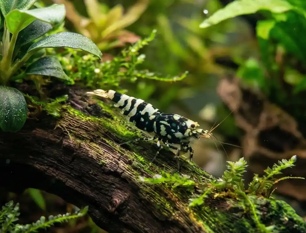 Black Galaxy Fishbone Caridina Shrimp - Cuboid Nature Aquarium