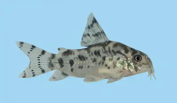Vulcan Corydoras (CW111) - Cuboid Nature Aquarium