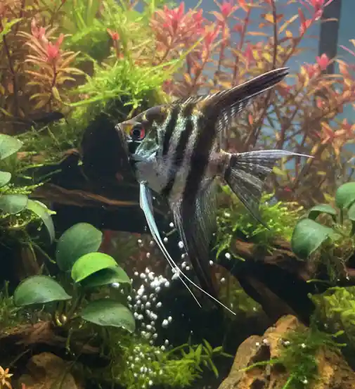 Black Marble Angelfish - Cuboid Nature Aquarium