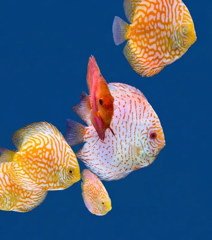 Premium Discus - Cuboid Aquatics LLC