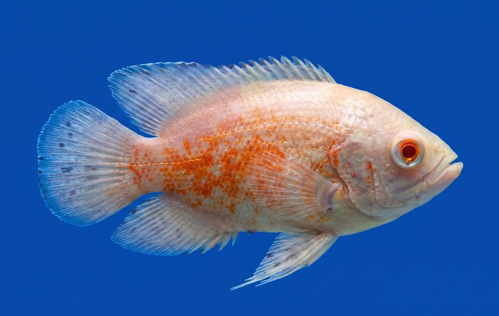 Albino Red Oscar - Cuboid Nature Aquarium