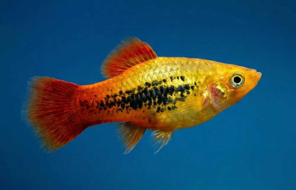 Hawaiian Variatus Platy - Cuboid Nature Aquarium