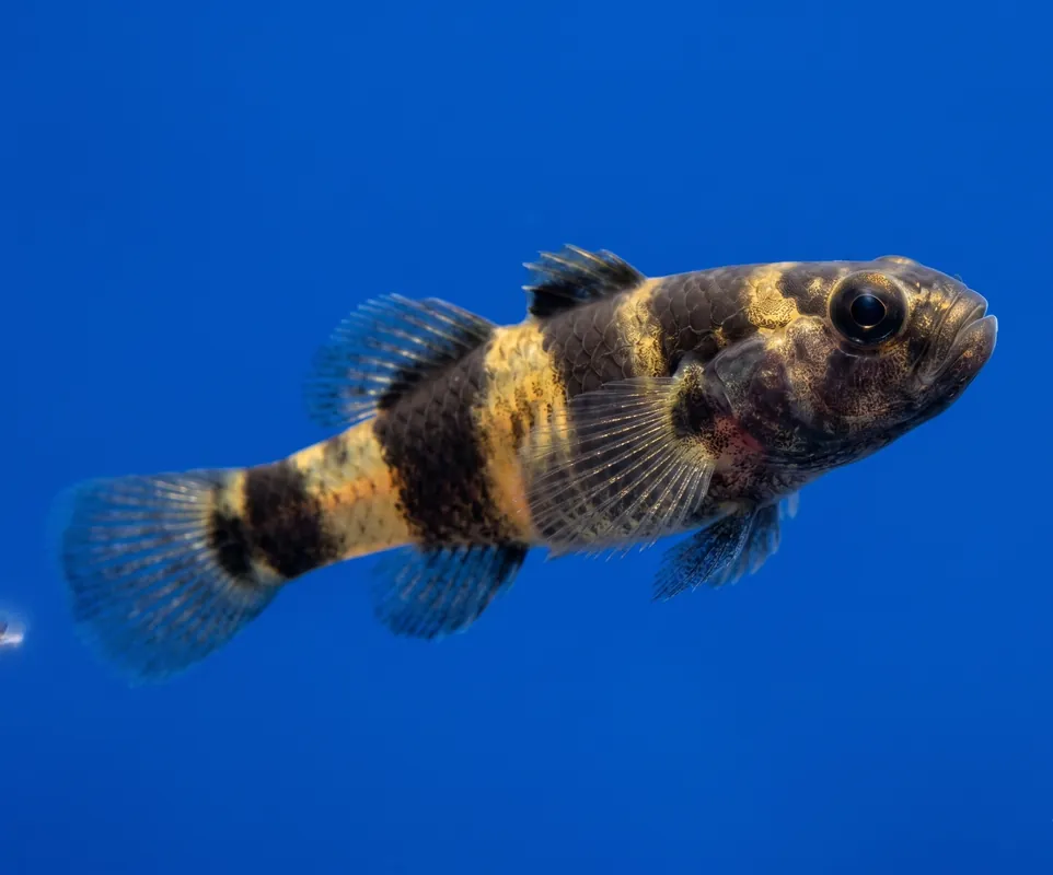 Micro Bumble Bee Goby - Cuboid Nature Aquarium