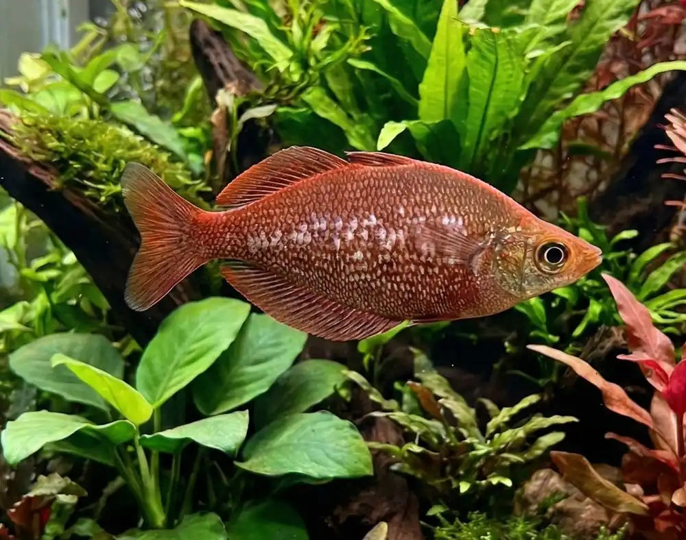 Irian Red Rainbow - Cuboid Nature Aquarium