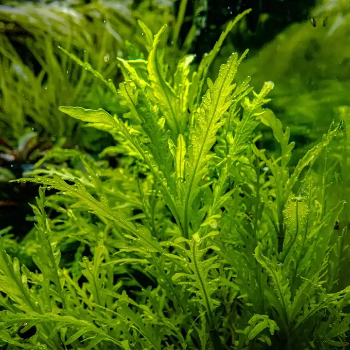 Hygrophila Odora - Cuboid Nature Aquarium