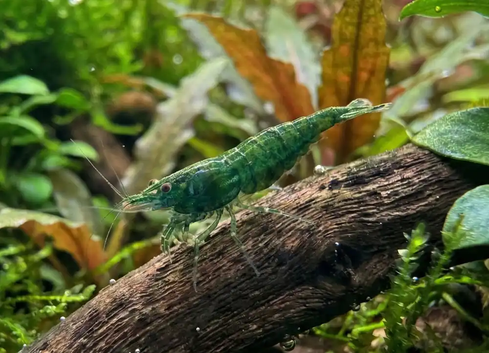 Green Diamond Neocaridina Shrimp - Cuboid Nature Aquarium