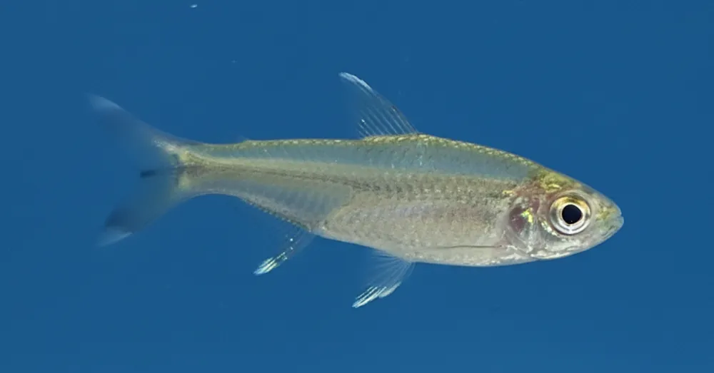 Peruvian Rummynose Tetra - Cuboid Nature Aquarium