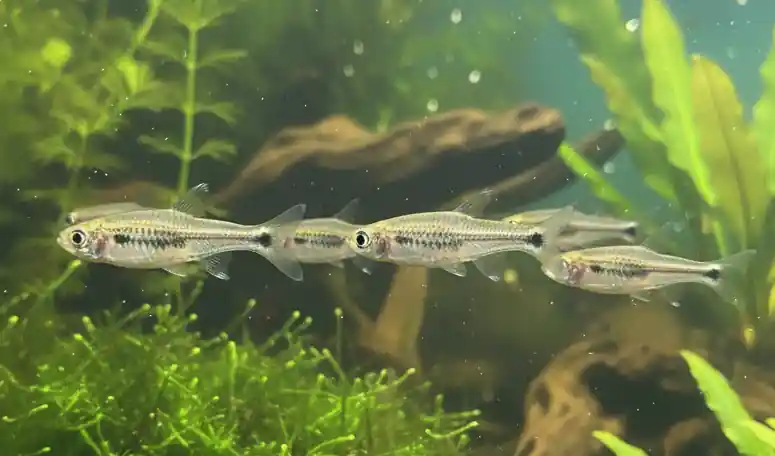 Dwarf Scissortail Rasbora - Cuboid Nature Aquarium