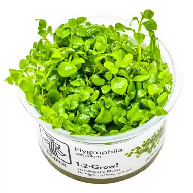 Hygrophila serphyllum - Cuboid Nature Aquarium