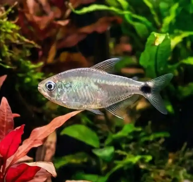 Raccoon Tetra - Cuboid Nature Aquarium
