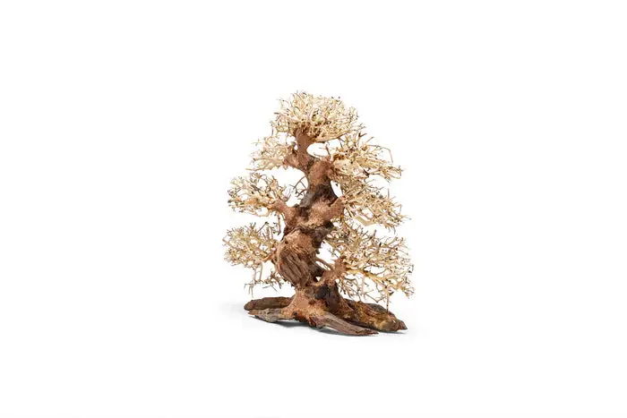 UNS Bonsai 002