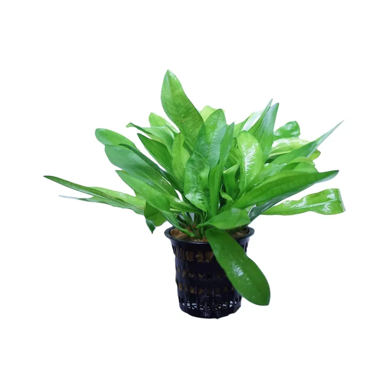 Ruffle Sword - Cuboid Nature Aquarium