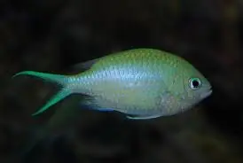 Green Chromis - Chromis viridis