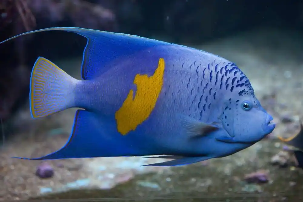 Maculosus Angelfish Red Sea Pomacanthus maculosus