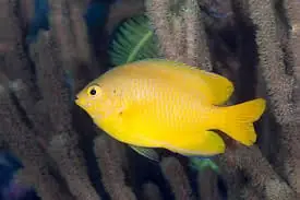 Yellow Damsel - Pomacentrus moluccensis
