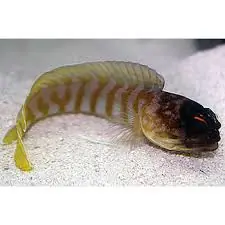 Tiger Jawfish – Opistognathus gilberti