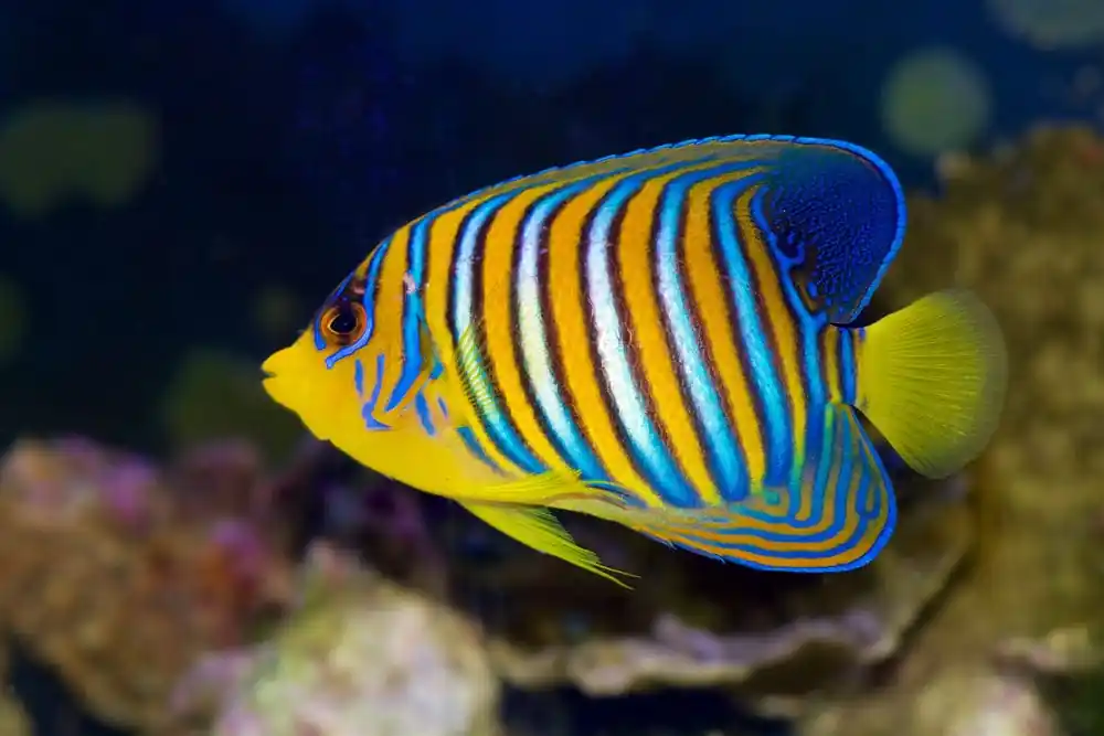 Regal Angelfish Yellow Belly Red Sea